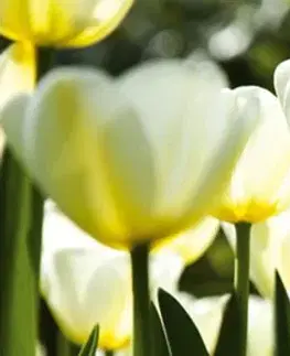 Tapety Samolepící fototapeta do kuchyně bílé tulipány