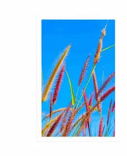 Příroda Plakát divoká tráva pod modrou oblohou