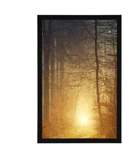 Příroda Plakát světlo v lese