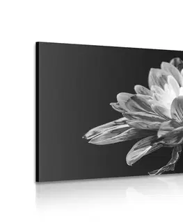 Černobílé obrazy Obraz černobílá sedmikráska