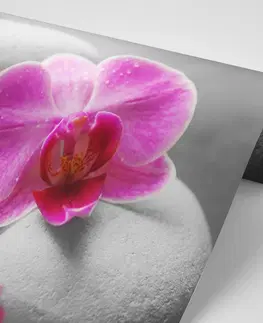 Samolepící tapety Samolepící fototapeta květiny orchideje na kamenech