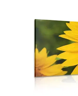 Obrazy květů Obraz žlutá slunečnice