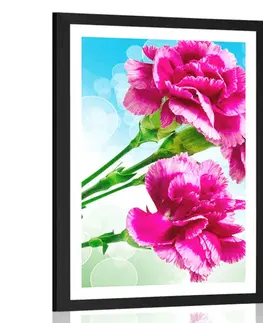 Květiny Plakát s paspartou květ karafiátu