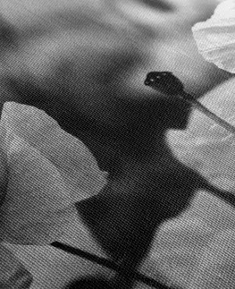 Černobílé obrazy Obraz pole divokých máků v černobílém provedení