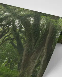 Samolepící tapety Samolepící fototapeta cestička zahalená zelení
