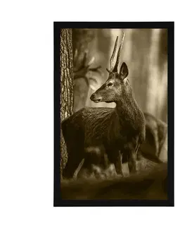 Černobílé Plakát jelen v borovém lese v sépiovém provedení