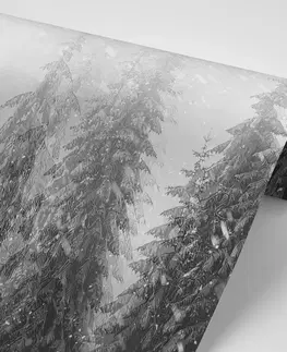 Samolepící tapety Samolepící tapeta černobílý vlk v zasněžené krajině