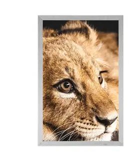 Zvířata Plakát mládě lva