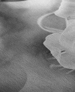 Černobílé obrazy Obraz květ lilie na abstraktním pozadí v černobílém provedení