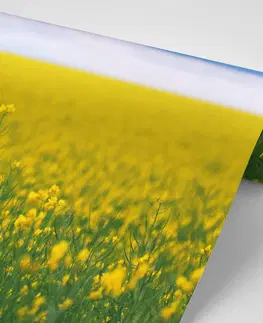 Tapety příroda Fototapeta žluté rozkvetlé pole