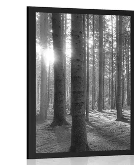 Černobílé Plakát sluneční ráno v lese v černobílém provedení