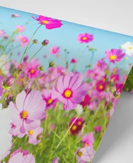 Samolepící tapety Samolepící fototapeta louka jarních květin