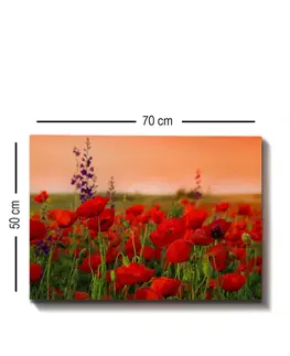 Obrazy Wallity Obraz na plátně Poppy field  50x70 cm