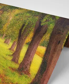 Samolepící tapety Samolepící fototapeta stezka podzimním lesem