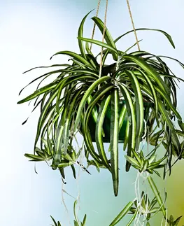 Květinové dekorace Zelenec (Chlorophytum)