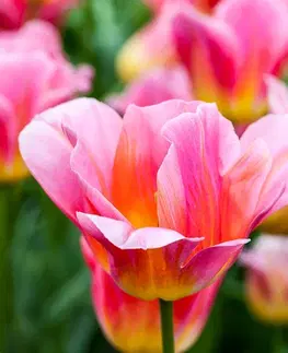 Tapety květiny Fototapeta louka růžových tulipánů