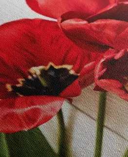 Obrazy květů Obraz rozkvetlé červené tulipány
