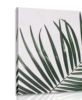 Obrazy zátiší Obraz nádherný palmový list