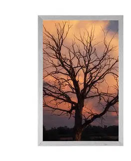 Příroda Plakát nádherný strom na louce