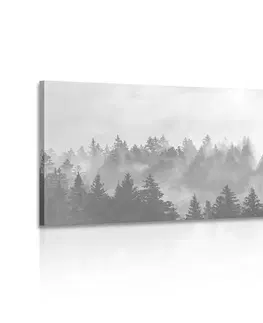 Černobílé obrazy Obraz mlha nad lesem v černobílém provedení