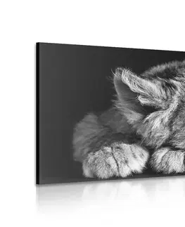 Černobílé obrazy Obraz mládě lva v černobílém provedení
