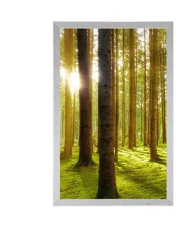 Příroda Plakát slunečné ráno v lese