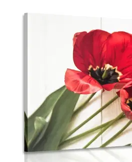 Obrazy květů Obraz rozkvetlé červené tulipány