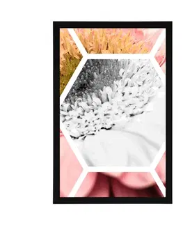 Květiny Plakát gerbera v šestiúhelníku