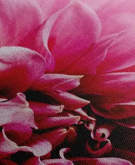 Obrazy květů Obraz růžový květ