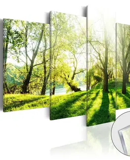 Obrazy na skle Obraz sytě zelený les na akrylátovém skle - Green Glade