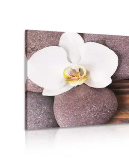 Obrazy Feng Shui Obraz wellnes kameny a orchidej na dřevěném pozadí