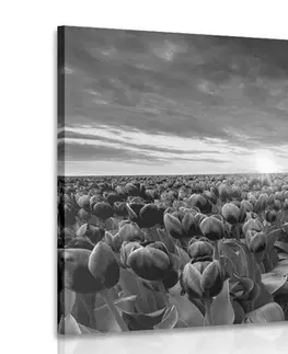 Černobílé obrazy Obraz východ slunce nad loukou s tulipány v černobílém provedení