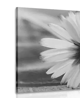 Černobílé obrazy Obraz nádherná sedmikráska v černobílém provedení
