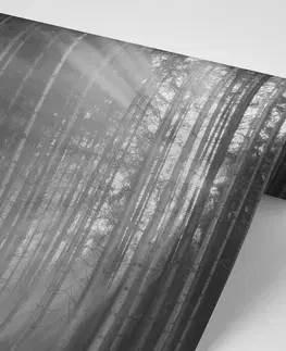 Černobílé tapety Fototapeta slunce za stromy v černobílém