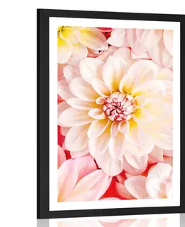 Květiny Plakát s paspartou pastelové květiny dálie