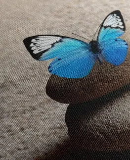 Obrazy Feng Shui Obraz modrý motýl v Zen zahradě