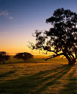 Samolepící tapety Samolepící fototapeta strom při západu slunce