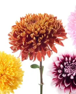 Obrazy květů Obraz květiny jiřiny v rozmanitém designu
