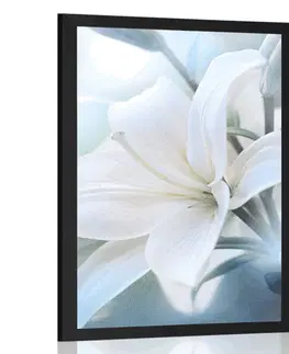 Květiny Plakát bílý květ lilie na abstraktním pozadí