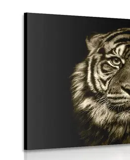 Černobílé obrazy Obraz tygr v sépiovém provedení