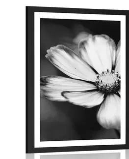 Černobílé Plakát s paspartou zahradní květ krasulky v černobílém provedení