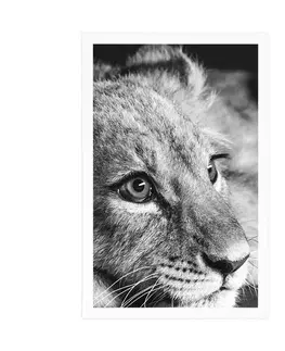 Černobílé Plakát mládě lva v černobílém provedení