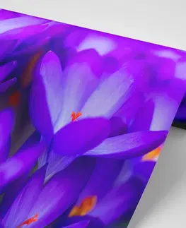 Tapety květiny Fototapeta kvetoucí fialový šafrán