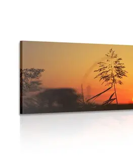 Obrazy přírody a krajiny Obraz stébla trávy při západu slunce