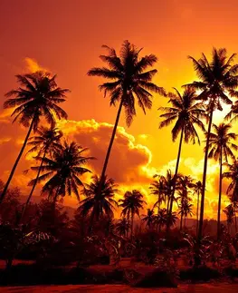 Tapety příroda Tapeta kokosové palmy na pláži