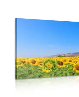 Obrazy květů Obraz pole slunečnic
