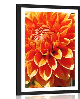 Květiny Plakát s paspartou oranžová dália