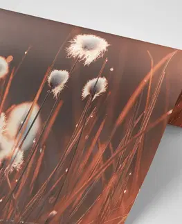 Samolepící tapety Samolepící fototapeta bavlněná tráva