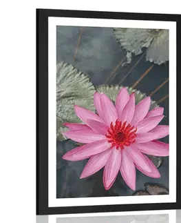 Květiny Plakát s paspartou okouzlující lotosový květ