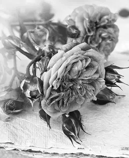 Samolepící tapety Samolepící fototapeta černobílé růže v rozkvětu